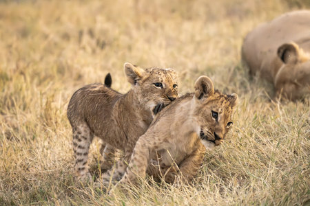 Lion cubs playing in the grass in the Serengeti National Park in Tanzaniaの写真素材