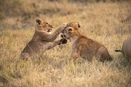 Lion cub playing with mother in Masai Mara National Park, Kenyaの写真素材