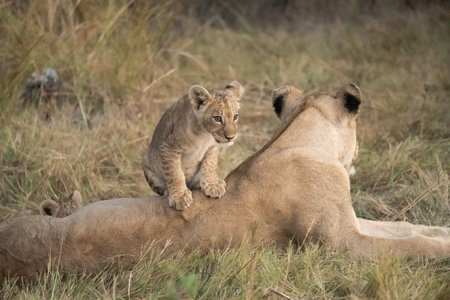 Lioness and cubs in Masai Mara National Park, Kenyaの写真素材