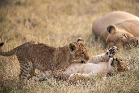 Lion cubs playing in the grass in Maasai Mara National Park in Kenyaの写真素材