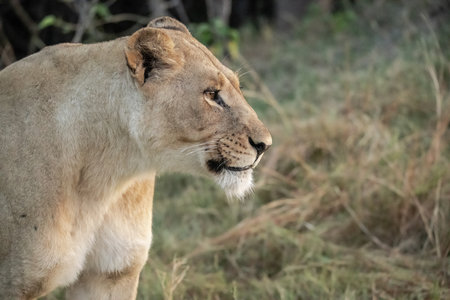 Lioness in Maasai Mara National Park in Kenya, Africaの写真素材