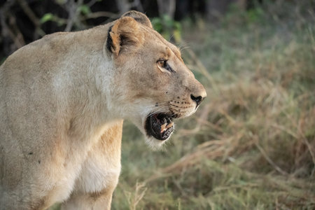 Lioness in Maasai Mara National Park in Kenya, Africaの写真素材