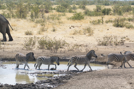 Herd of zebras drinking at a waterhole in Chobe National Park, Botswana, Africaの写真素材