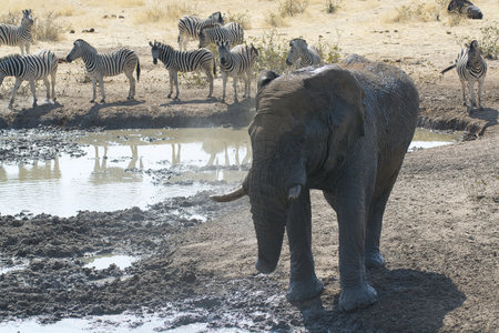 African Elephant - Loxodonta Africana - drinking at a waterhole in Etosha National Park, Namibiaの写真素材