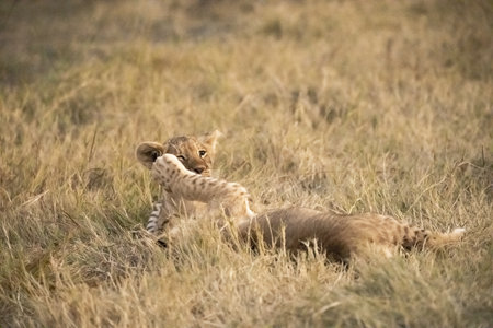 Lion cubs playing in the grass in the Masai Mara National Park in Kenya