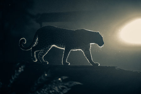 Lioness walking in the night. Wildlife scenes from Africa.の写真素材