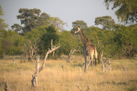 Giraffes in the Okavango Delta - Moremi National Park in Botswanaの写真素材