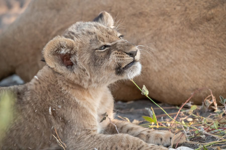 Lion cub in Chobe National Park, Botswana, Africaの写真素材