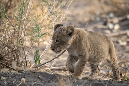 Lion cub in the Etosha National Park, Namibia.の写真素材