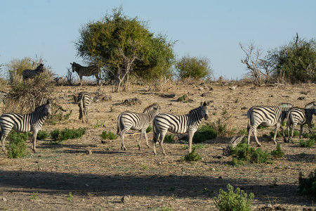 Zebras in Chobe National Park, Botswana, Africaの写真素材