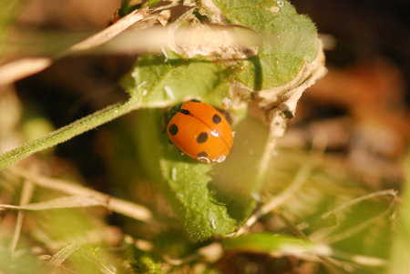 ladybug on a green leaf in the forest, macro photoの写真素材