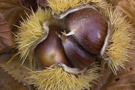 chestnutsの写真素材