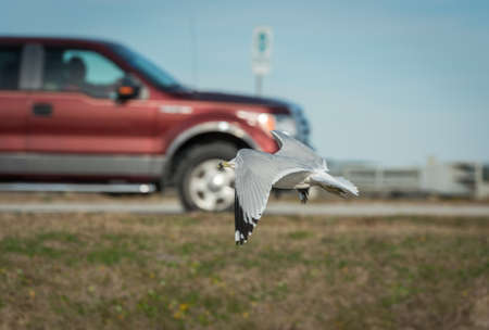 Sea Gull flying low to ground with car in the backgroundの写真素材