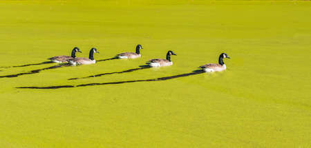 Ducks swimming in a pond covered with algae in the fall with leaves on the ground and bare trees.の写真素材