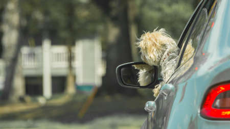 Small dog with head out of car window looking forwardの写真素材