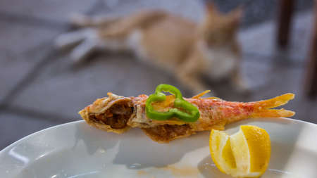 Fried fish with pepper and lemon with tan and white cat in the backgroundの写真素材