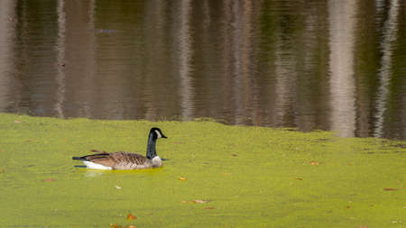 Ducks swimming in a pond covered with algae in the fall with leaves on the ground and bare trees.の写真素材