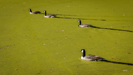 Canada Geese swimming in a pond covered with algae in the fall with leaves on the ground and bare trees.の写真素材