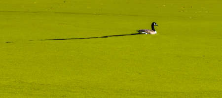 Canada Goose swimming in a pond covered with algae in the fall with leaves on the ground and bare trees.の写真素材