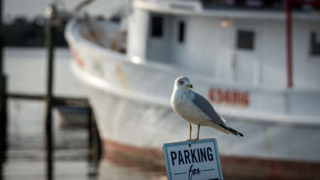 Seagull standing on a parking sign in Swansboro North Carolina with a fishing trawler in the backgroundの写真素材