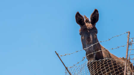 Donkey standing behind a barbed wire fenceの写真素材