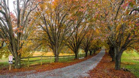 Colorful trees and wooden fence lining coutry lane