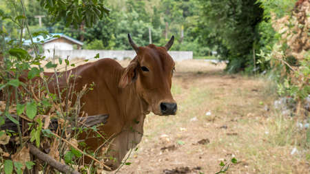 Herd of long eared cattle in a field on hot day in Thailandの写真素材