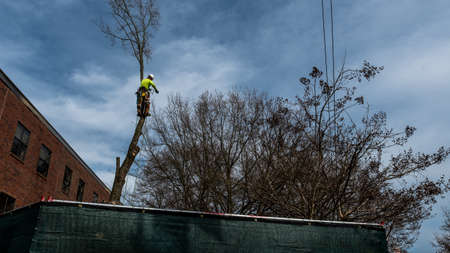 Man in tree with chainsaw cutting down tree with tool belt and tools hanging down
