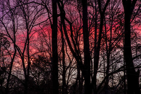 Colorful sunset with silhouettes of trees in the foregroundの写真素材