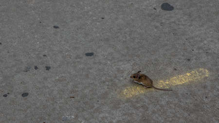 Field mouse standing on road on top of yellow lineの写真素材
