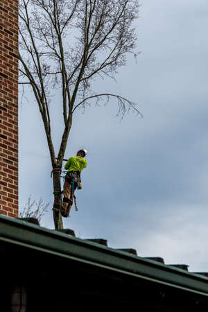 Man in tree with chainsaw cutting down tree with tool belt and tools hanging down