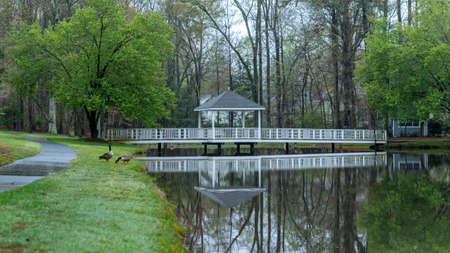 Canada Geese and Gazebo on bridge going over pond in early morning