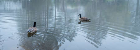 Two Canada Geese on a pond with trees reflected on the waterの写真素材
