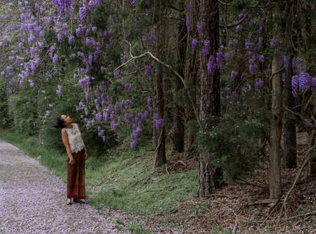Asian woman in sarong walking on sidewalk covered with wisteria petals and loking up at flowering wisteria plantsの写真素材