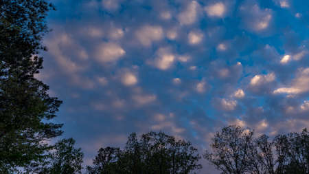 Trees framing a blue sky with puffy clouds on a sunny day