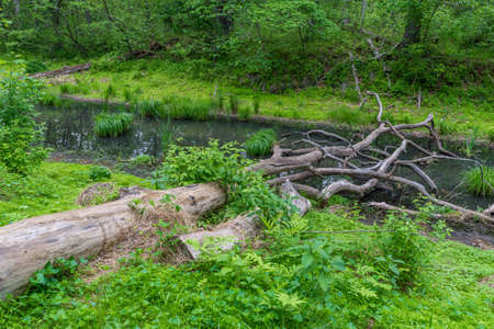 Two dead trees laying on the ground in forest next to Chesapeake and Ohio Canalの写真素材