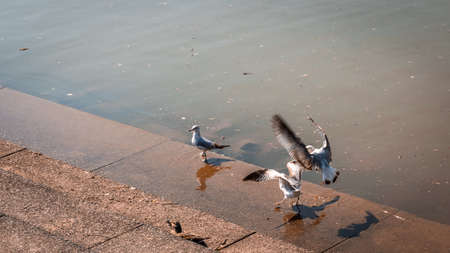 Group of seagulls and ducks at the river's edge on a cement dock with stepsの写真素材