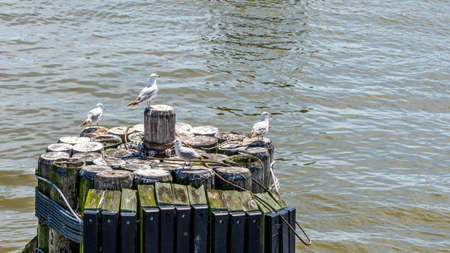 Small flock of seagulls sitting on  harbor piling in Virginiaの写真素材