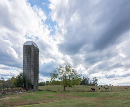Old silo in open field surrounded by grass and cows at pasture in North Carolinaの写真素材