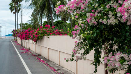 fuschia and pink bougainvillea flowers hanging over wall on the side of the road in Pranburi Thailandの写真素材