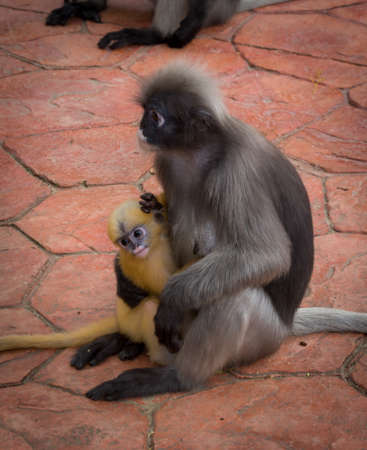 Mother Dusky monkey holding orange baby on sidewalk in Lommuak Thailand