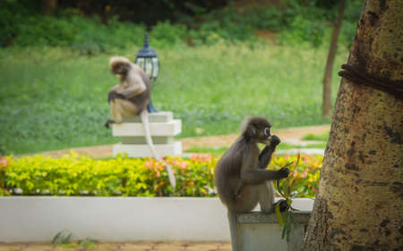 Dusky Monkey sitting on wall and eating with another monkey in the backgroundの写真素材