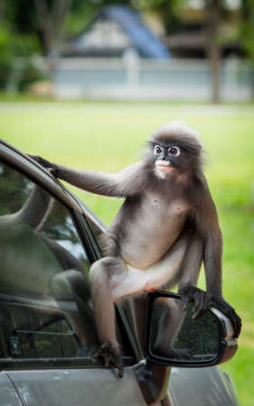 Dusky Monkey sitting on mirror of car with reflection in window in Lommuak Thailandの写真素材