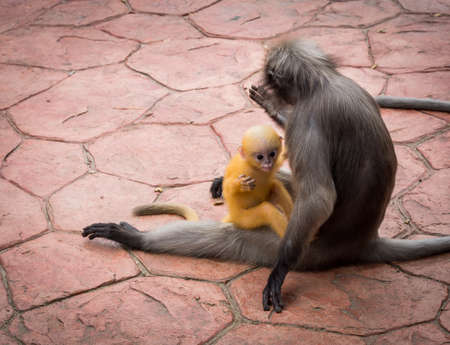 Mother Dusky monkey holding orange baby on sidewalk in Lommuak Thailand