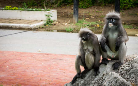 Two Dusky monkeys sitting on a rock at a sanctuary in Khoa Lom Muakの写真素材