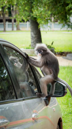 Dusky Monkey sitting on mirror of car with reflection in window in Lommuak Thailandの写真素材