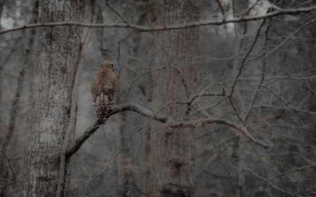 Red shouldered hawk perched on branch  of tree in Orange County North Carolinaの写真素材