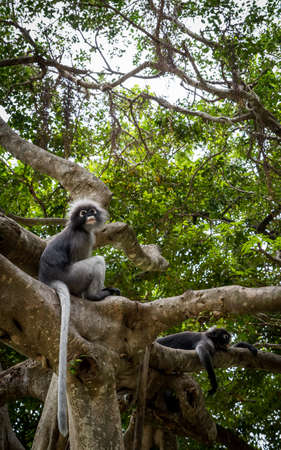Dusky Monkey siting in a tree with tails hanging down in Khoa Lommuak Thailand