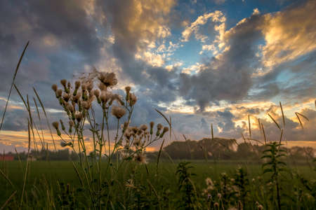 Thistle plants in field at sunset with stormy clouds in the back ground outside of Bologna Italyの写真素材