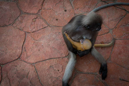 Mother holding orange baby dusky Monkey while sitting on red paved sidewalk in Khao Lommuak Thailand